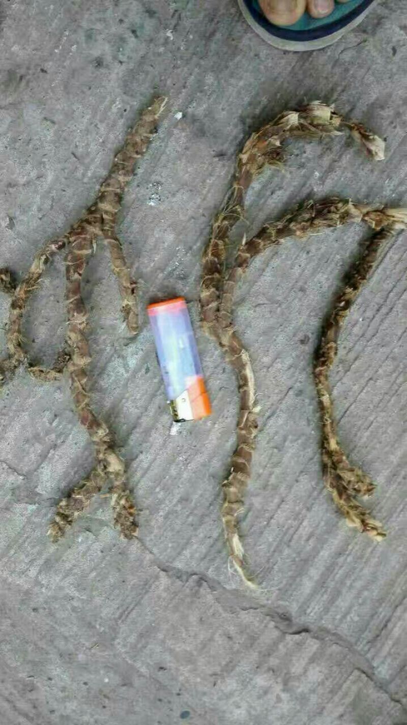 石菖蒲，产地直供，可视频看货