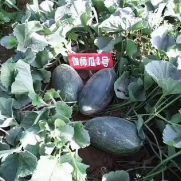 伽师瓜5斤以上长圆形