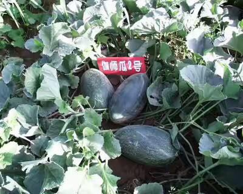 伽师瓜5斤以上长圆形