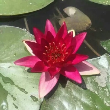 睡莲种苗营养袋苗20~30cm