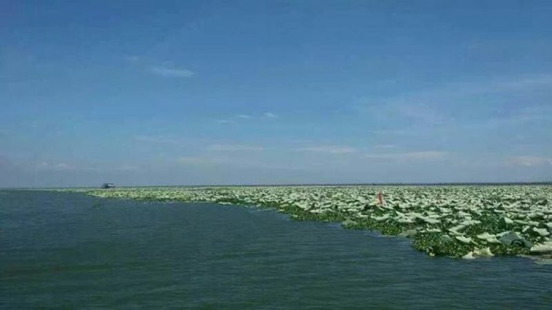莲蓬洪湖湖区现采鲜莲子米