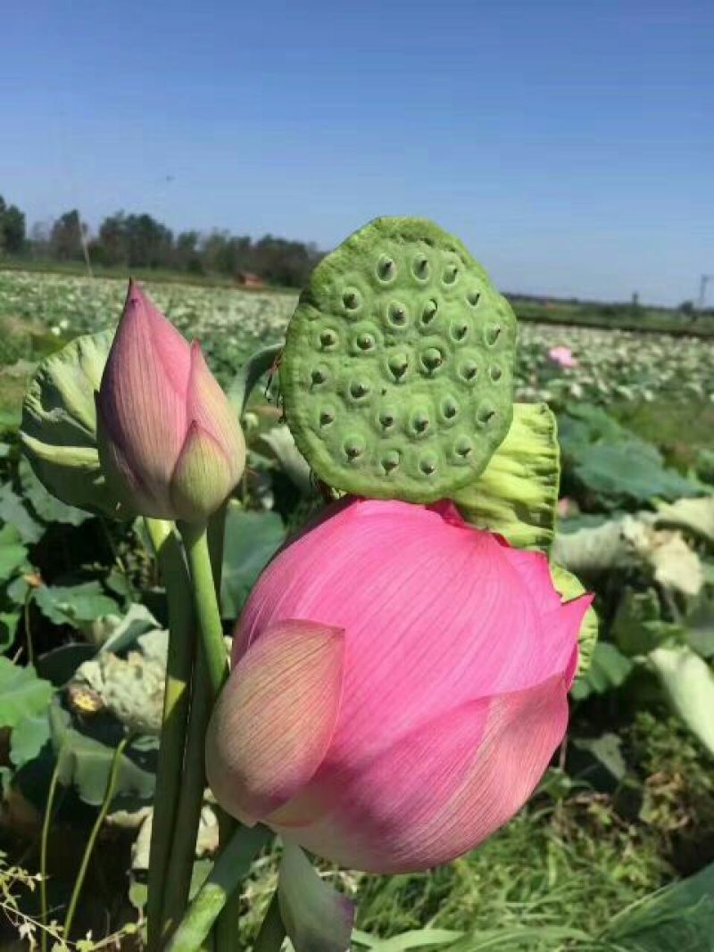 莲蓬洪湖湖区现采鲜莲子米