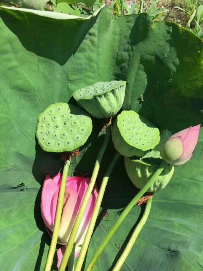 莲蓬洪湖湖区现采鲜莲子米