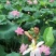 莲蓬洪湖湖区现采鲜莲子米