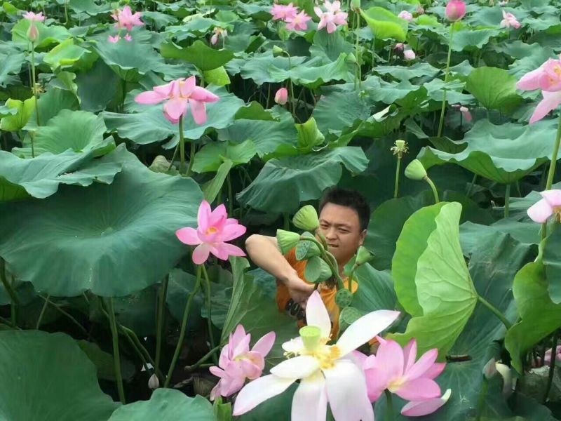 莲蓬洪湖湖区现采鲜莲子米