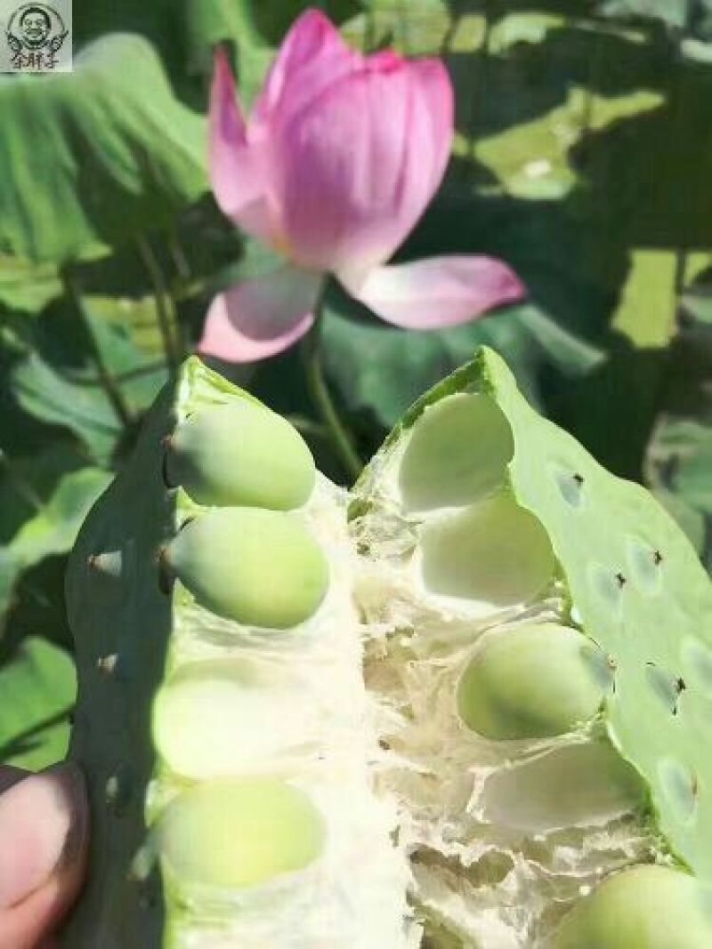 莲蓬洪湖湖区现采鲜莲子米