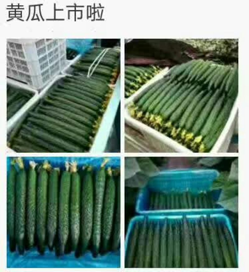 密刺黄瓜