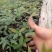 南天竹10~30cm
