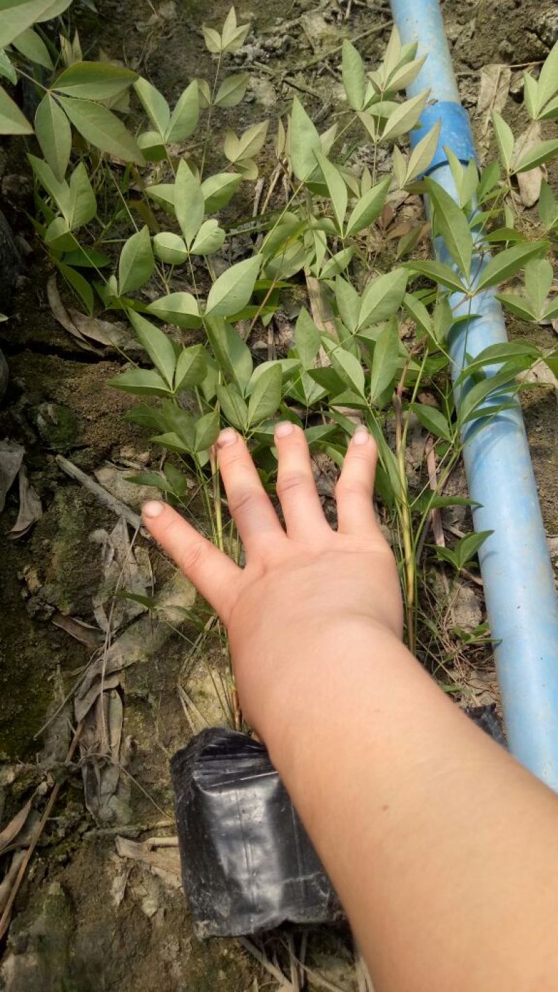 南天竹10~30cm