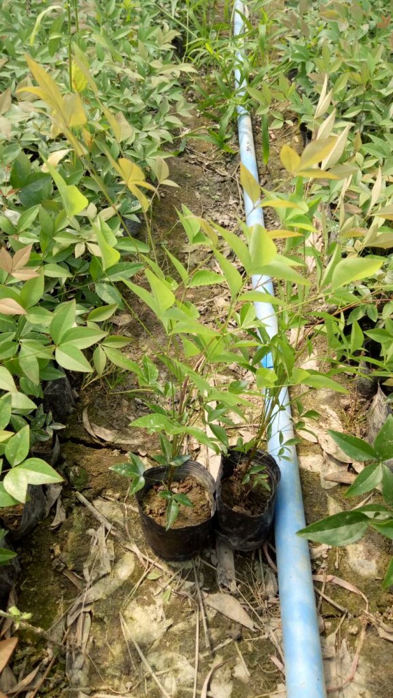 南天竹10~30cm