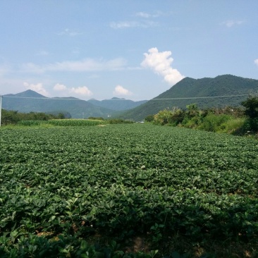 红颜草莓苗10~20cm