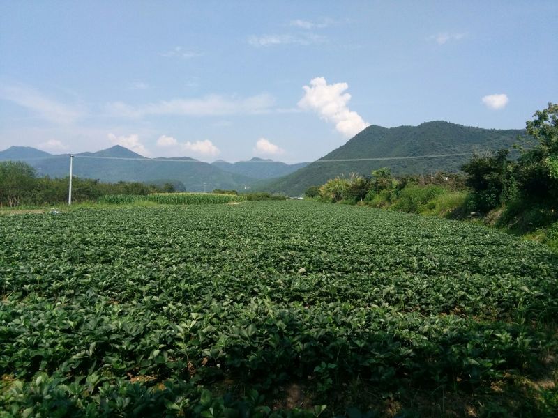 红颜草莓苗10~20cm