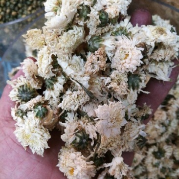 菊花茶一级