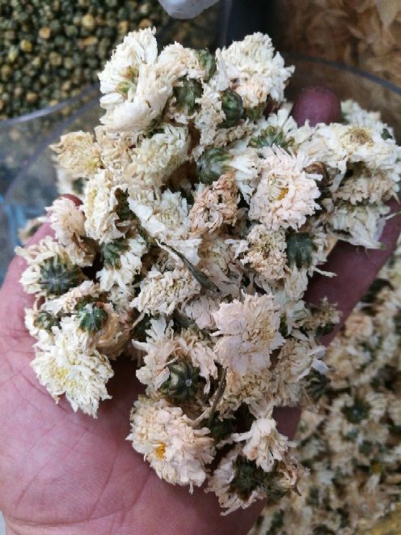 菊花茶一级