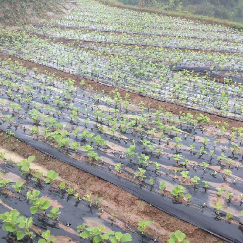 农用黑色地膜除草膜保湿加厚薄膜果树果园蔬菜大棚草莓专用