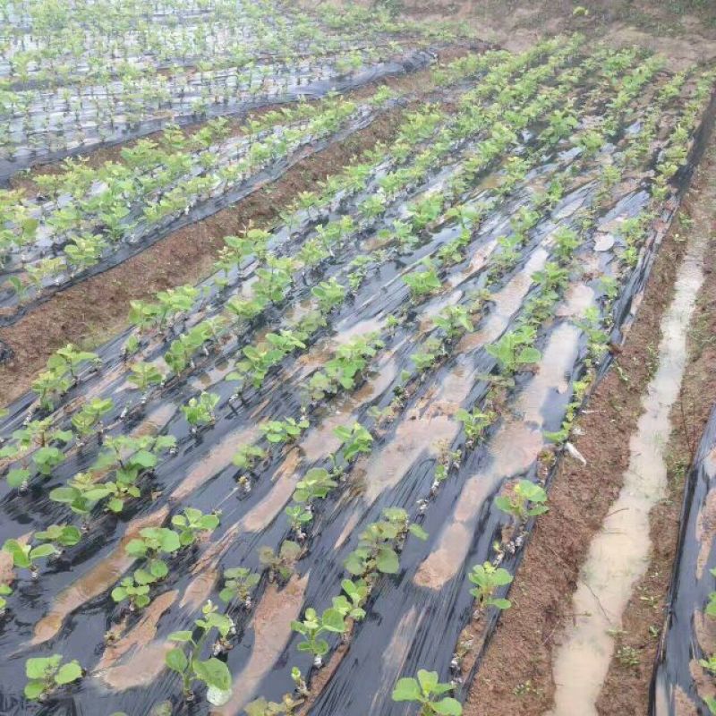 农用黑色地膜除草膜保湿加厚薄膜果树果园蔬菜大棚草莓专用