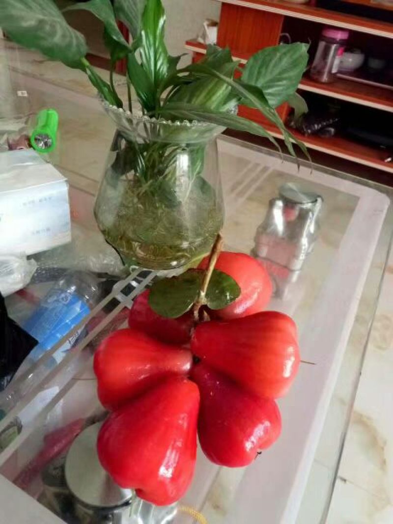 黑金刚莲雾苗