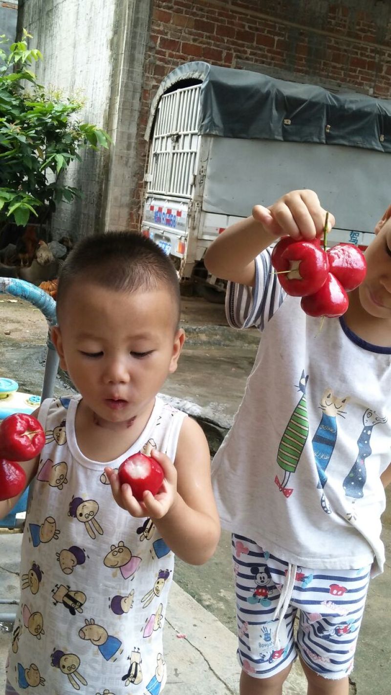 黑金刚莲雾苗