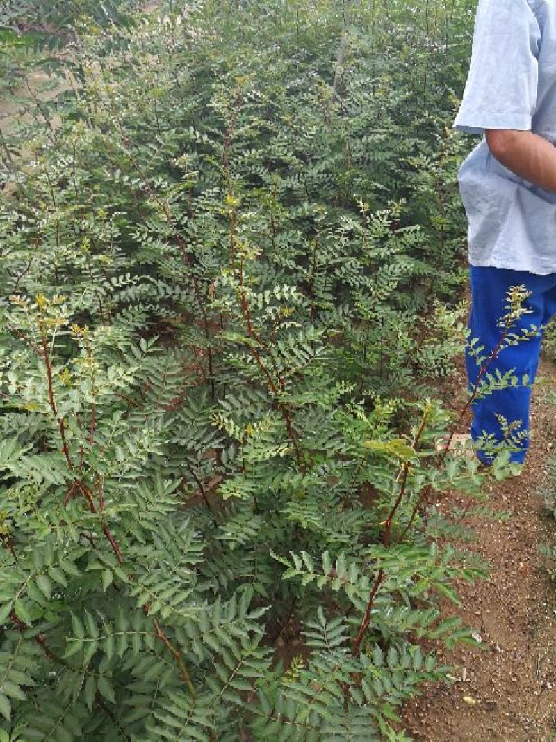 大红袍花椒苗40以上免费赠送种植技术