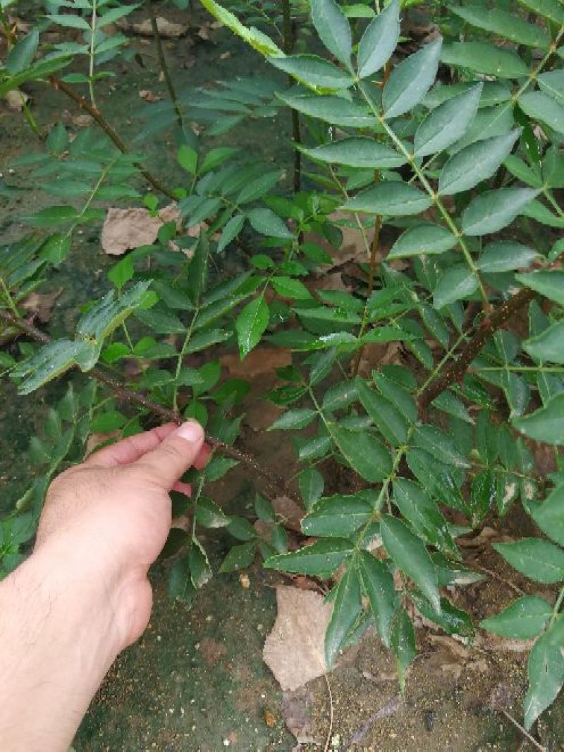 大红袍花椒苗40以上免费赠送种植技术