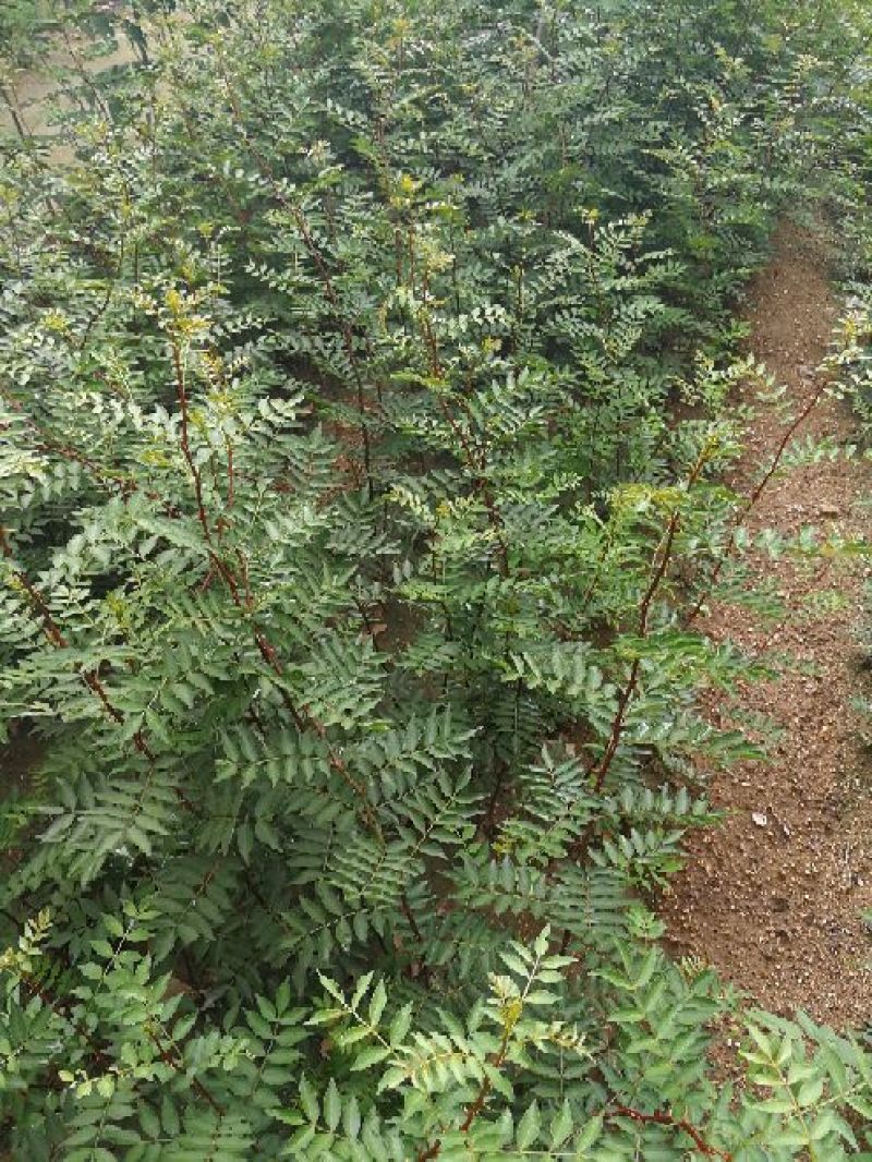 大红袍花椒苗40以上免费赠送种植技术