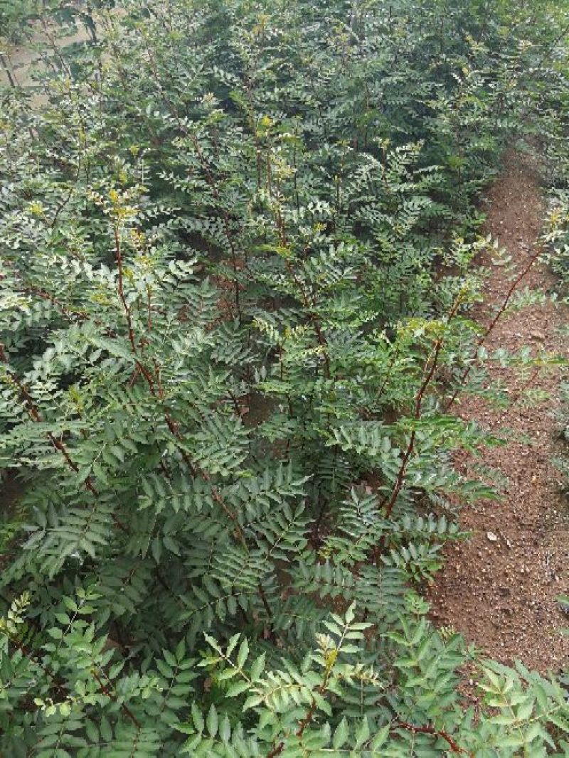 大红袍花椒苗40以上免费赠送种植技术