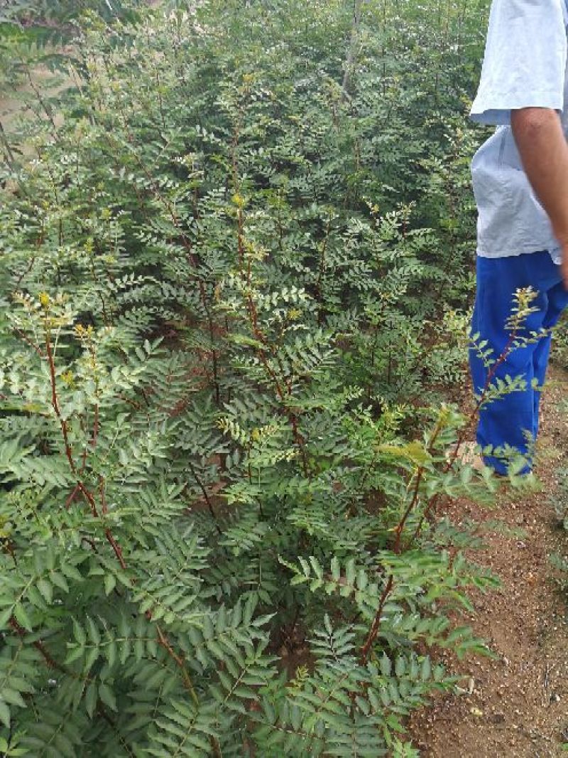 大红袍花椒苗40以上免费赠送种植技术