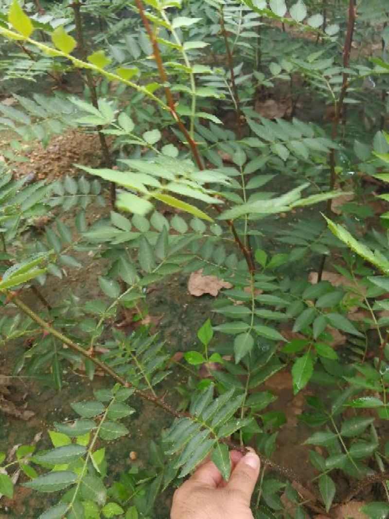 大红袍花椒苗40以上免费赠送种植技术