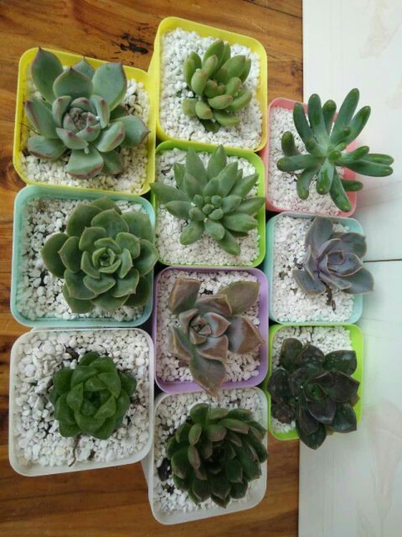 花盆