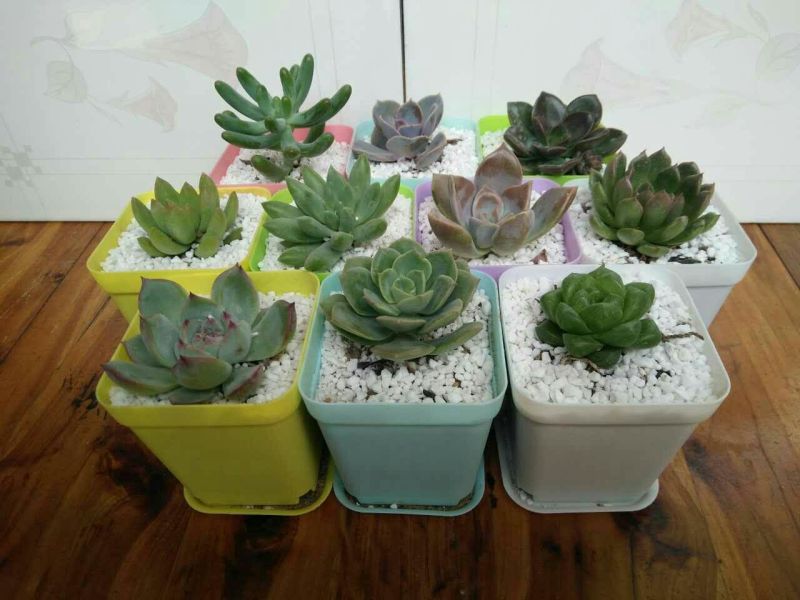 花盆