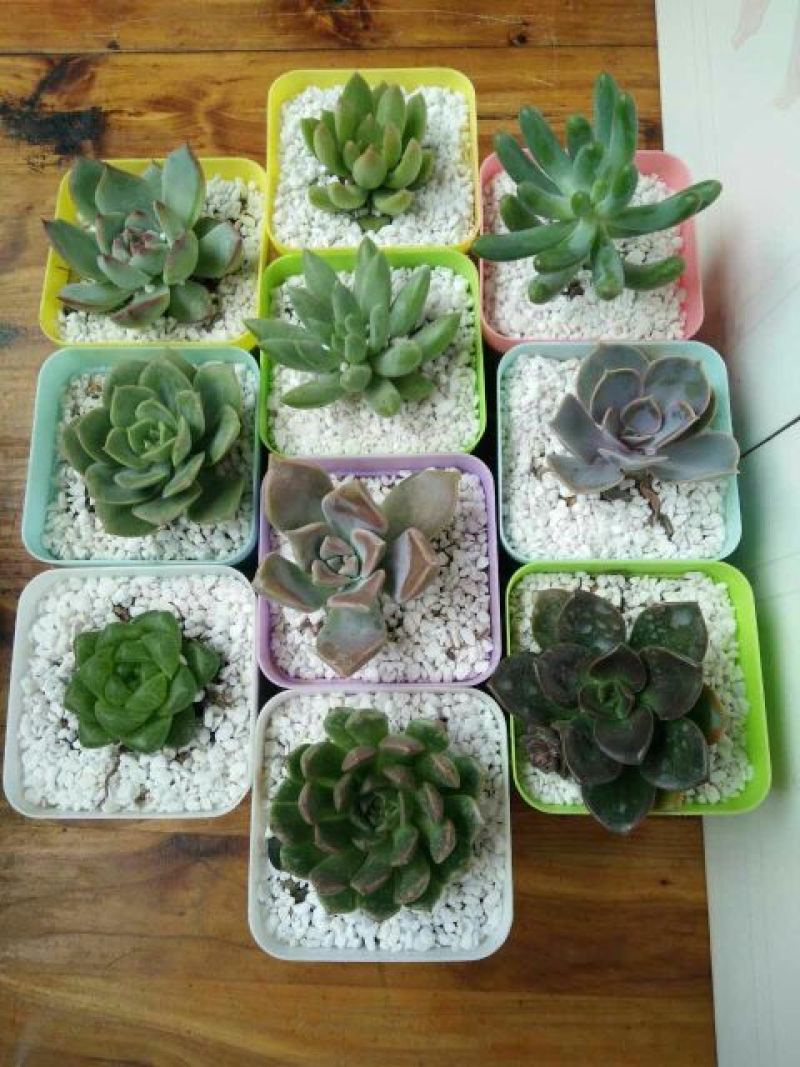 花盆