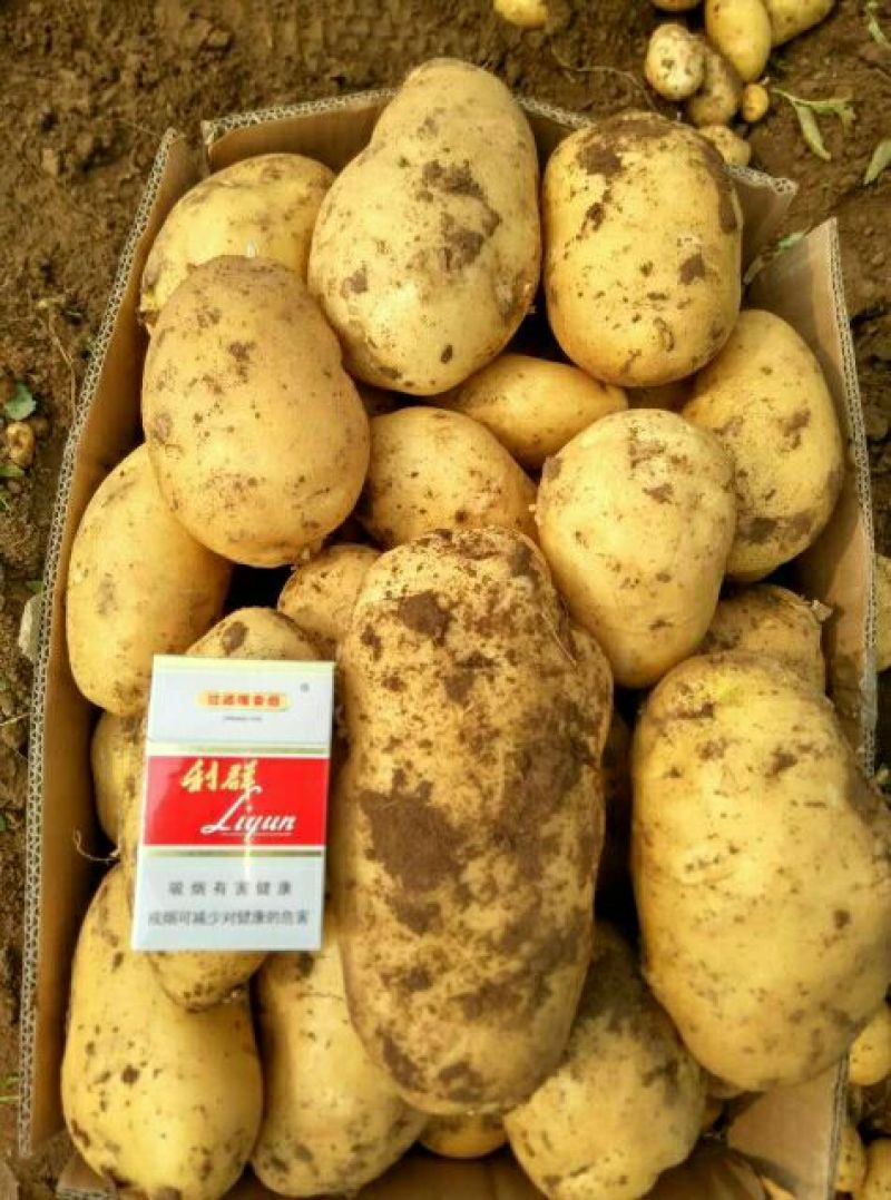 荷兰十五土豆精品2两以上