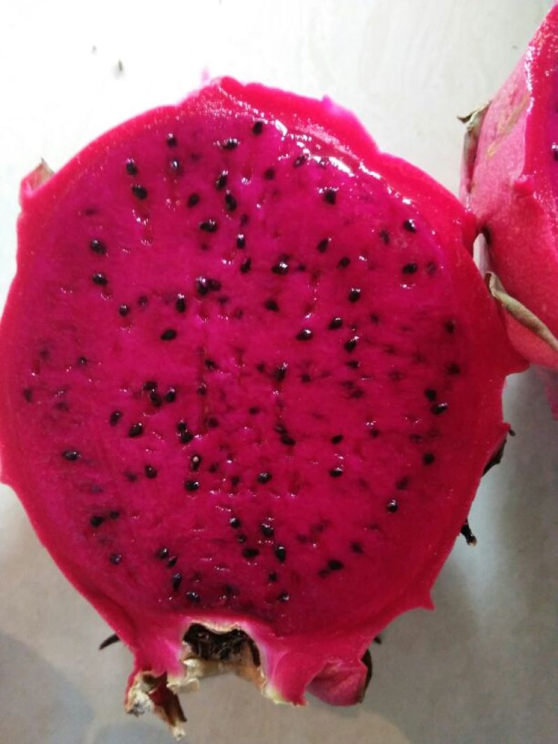 火龙果苗20~30种苗
