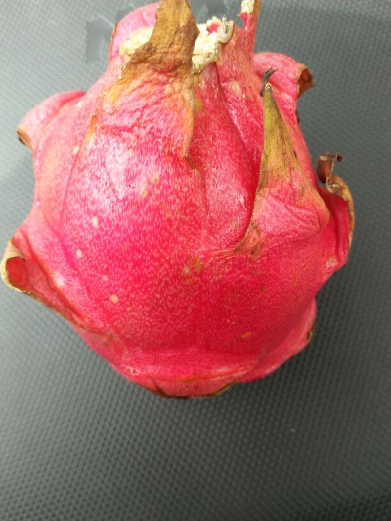 火龙果苗20~30种苗