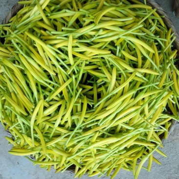 干黄菜