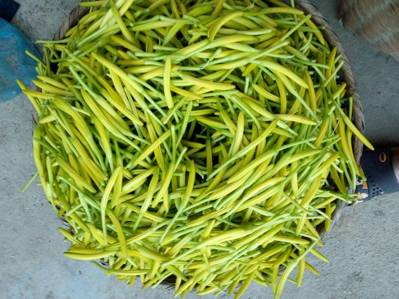 干黄菜