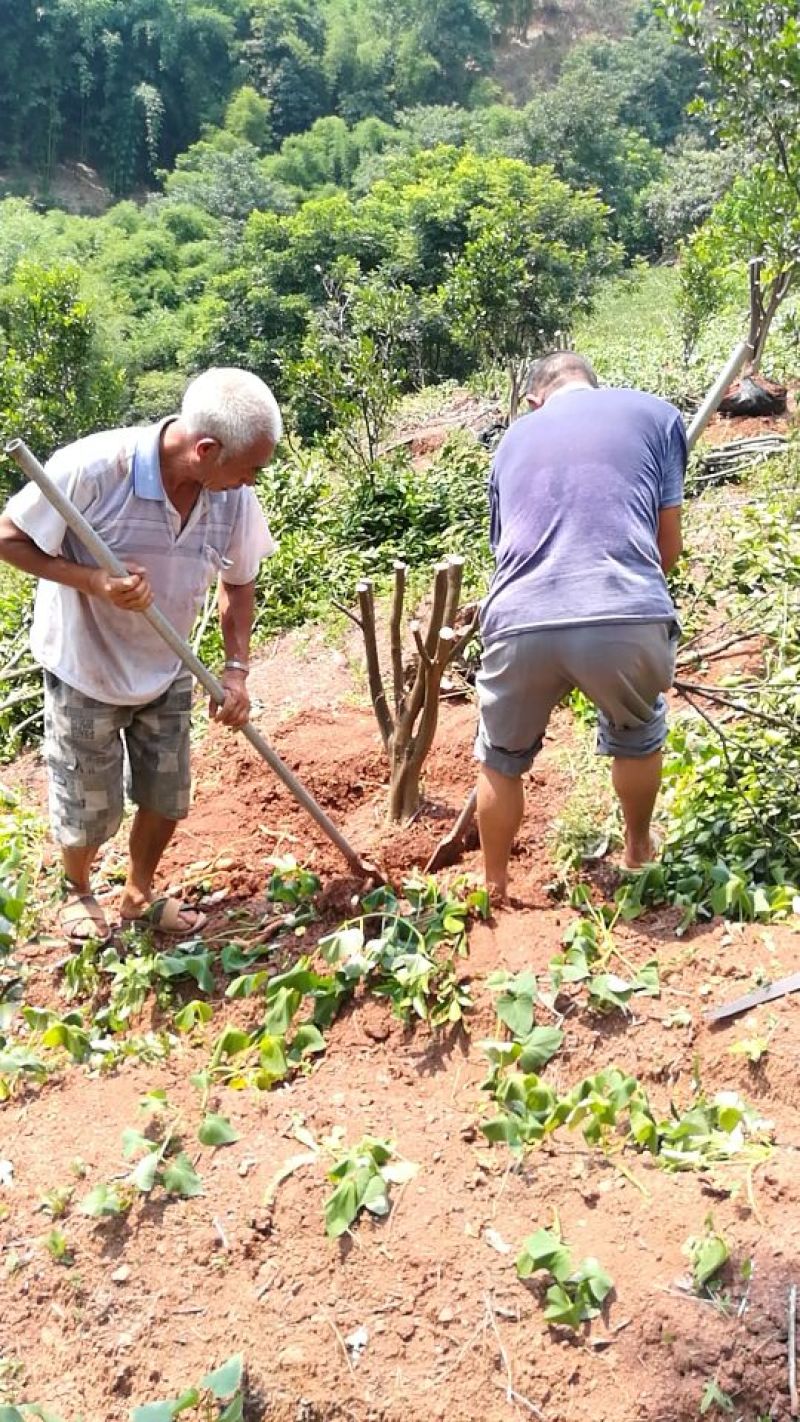 红橘苗150cm以上