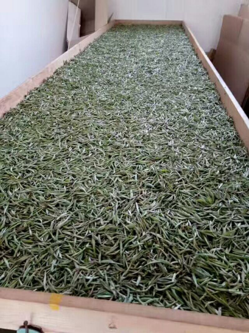 普洱绿茶一级