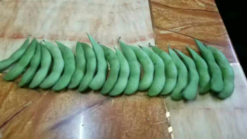 翠绿宝大荚毛豆12~18克