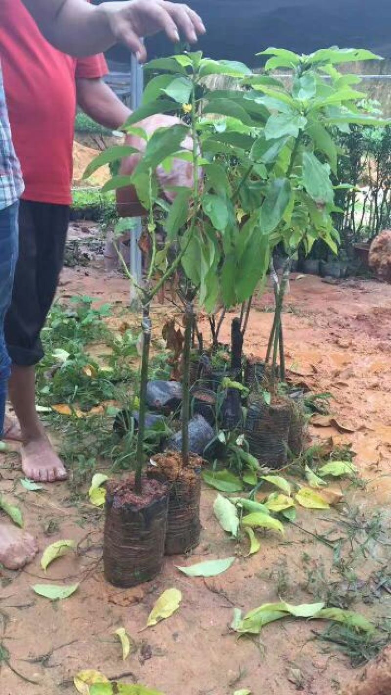 牛油果苗50~80cm