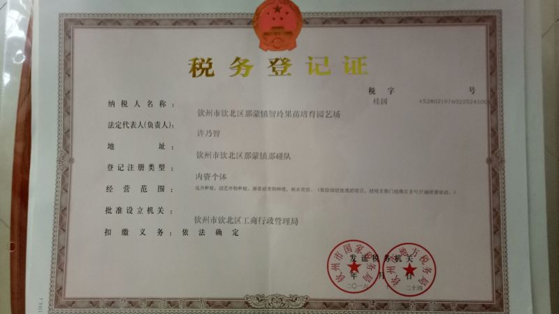 芒果树