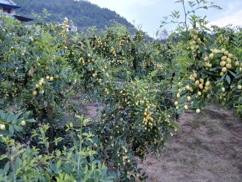 米枣鲜枣一级