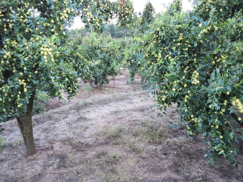 米枣鲜枣一级