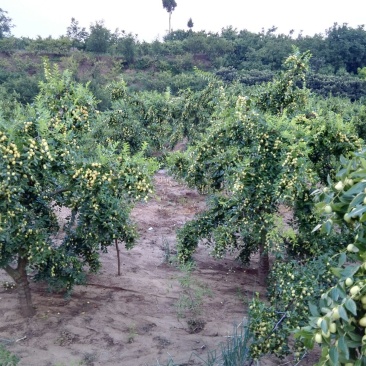米枣鲜枣一级