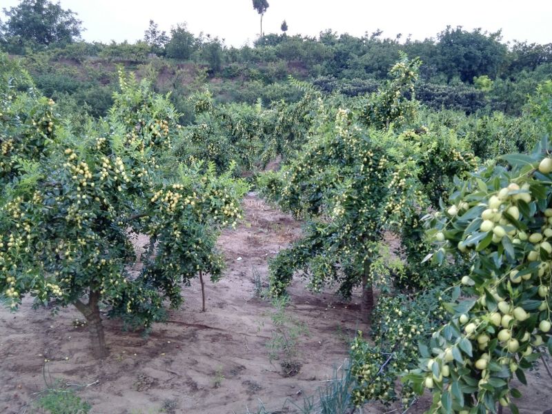 米枣鲜枣一级