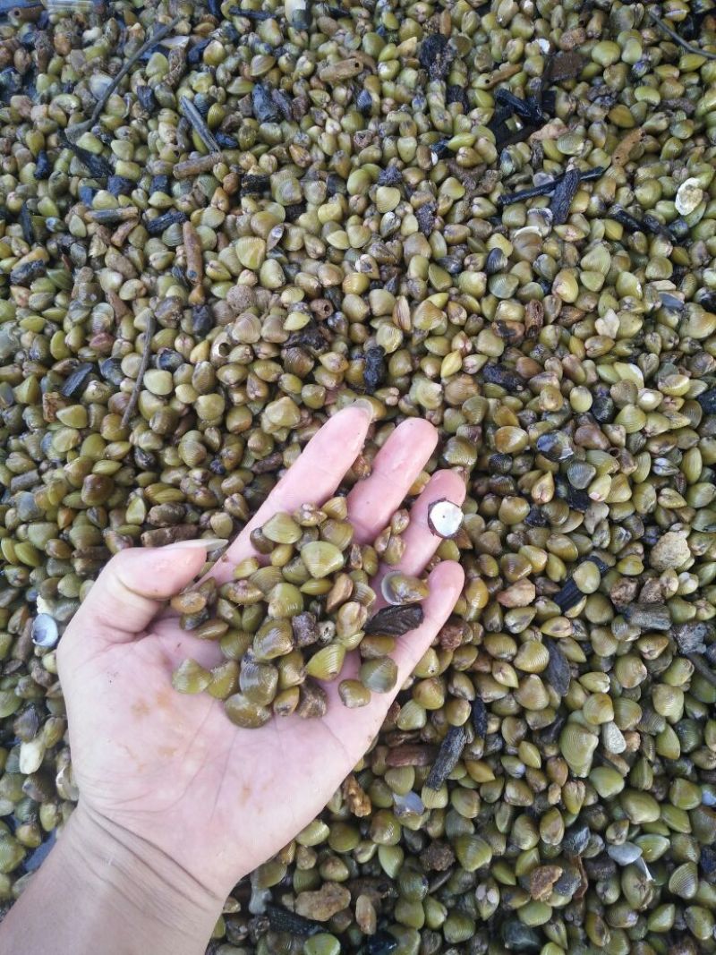 淡水黄沙蚬子，黄蚬子，蚬子。