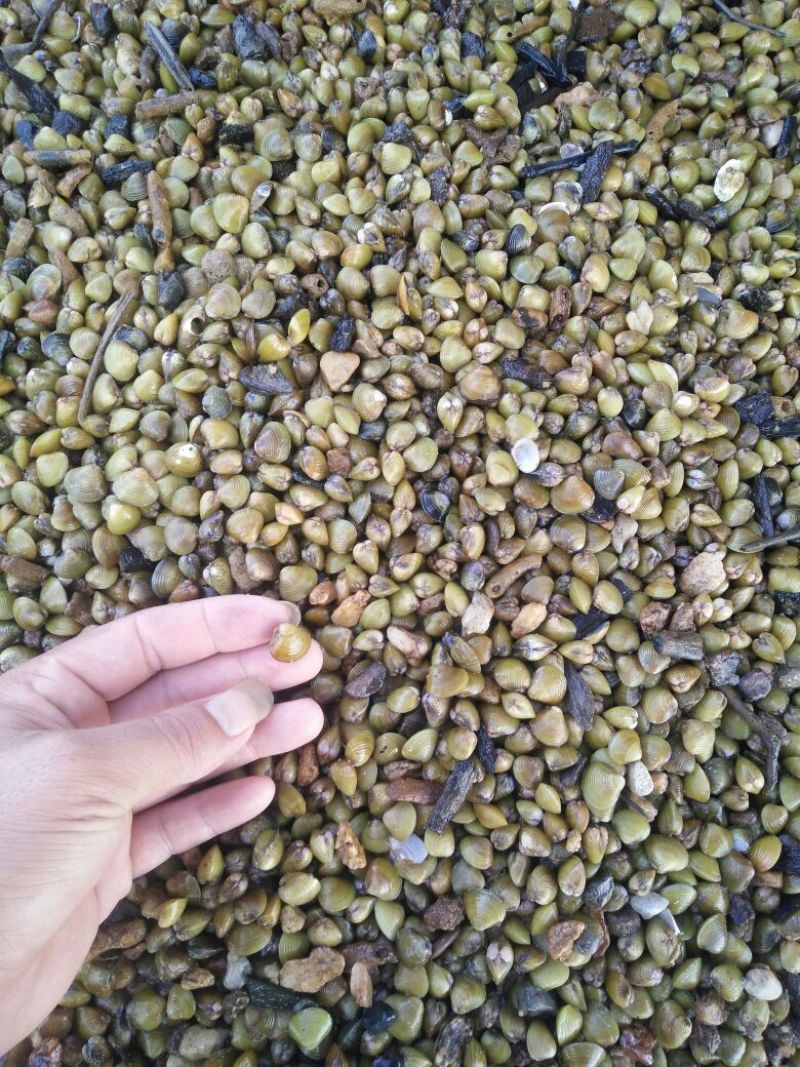 淡水黄沙蚬子，黄蚬子，蚬子。