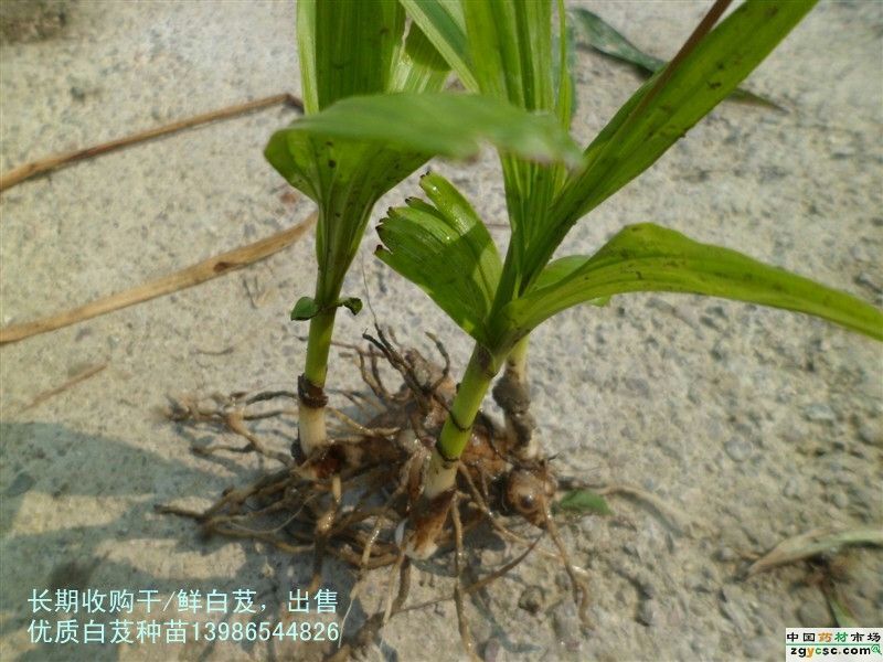 白芨选货