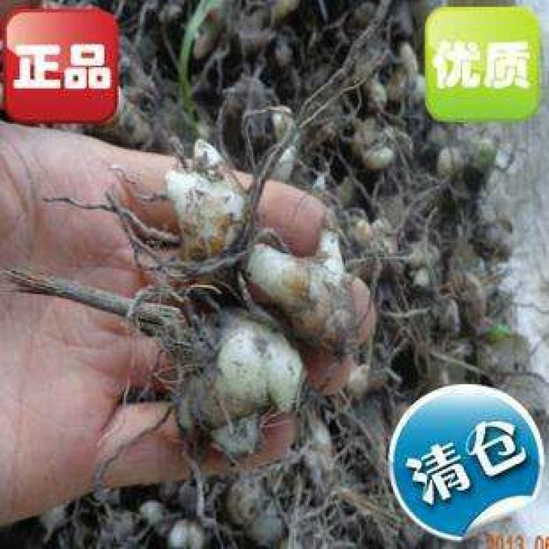 白芨选货