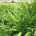 白芨选货